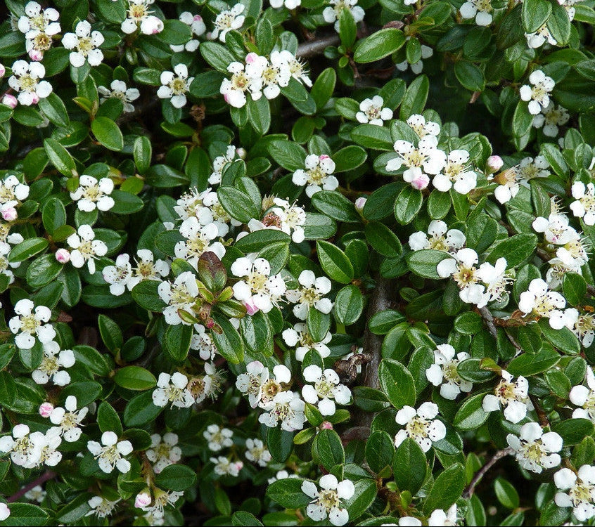 Gardenaria Cotoneaster Coral beauty - Arbusto ornamentale da giardino Altezza: 30/35 cm (vaso19)