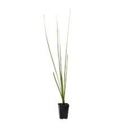 Dasylirion texanum – Pianta ornamentale rustica per giardini mediterranei