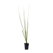 Dasylirion texanum – Pianta ornamentale rustica per giardini mediterranei