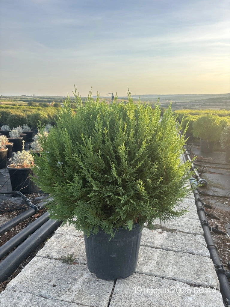 CUPRESSOCYPARIS LEYLANDII CASTLEWELLAN GOLD PALLA 35