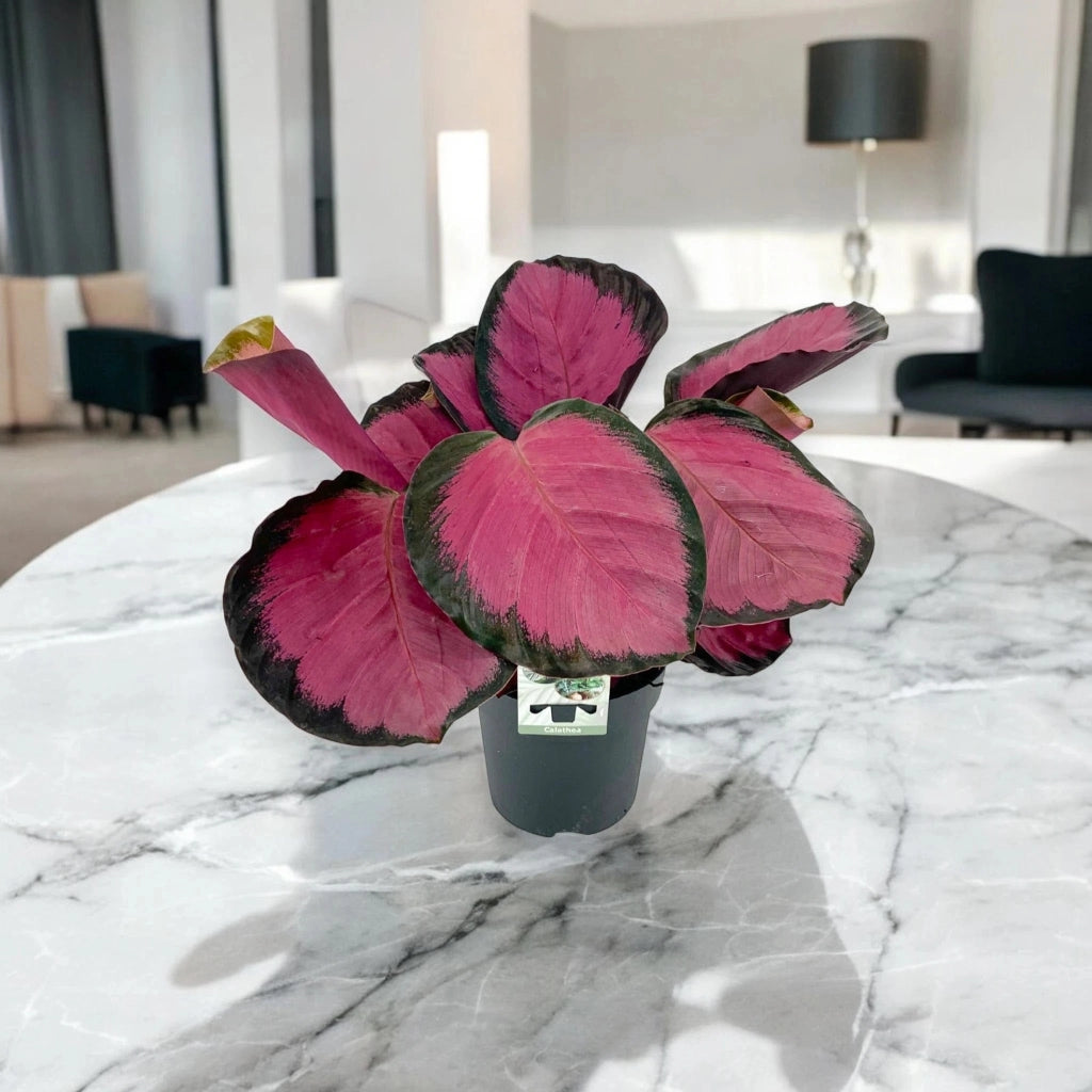 Gardenaria Calathea roseopicta 'Crimson' - Pianta da interno ornamentale Altezza: 45 cm (vaso 14)