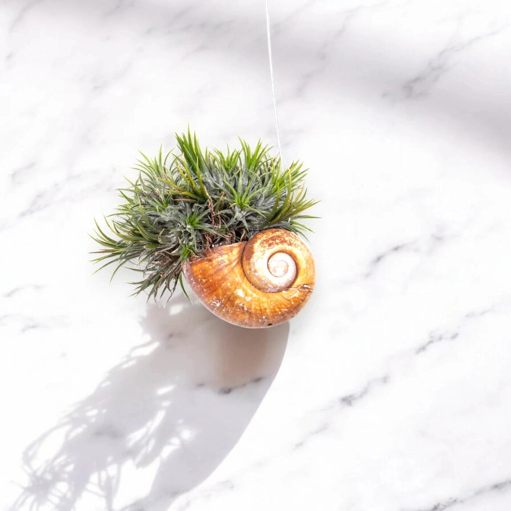 Gardenaria Tillandsia 'Shelly' - Pianta da interno ornamentale Altezza: 30 cm (vaso 10)