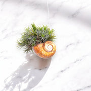 Gardenaria Tillandsia 'Shelly' - Pianta da interno ornamentale Altezza: 30 cm (vaso 10)