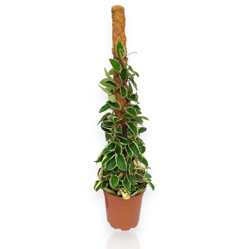 Gardenaria Hoya carnosa 'Krimson Queen' - Pianta da interno ornamentale Altezza: 20 cm (vaso 12)