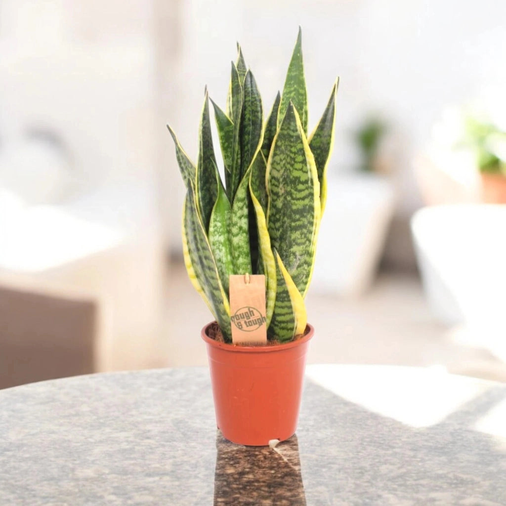 Gardenaria Sansevieria trifasciata 'Futura Superba' - Pianta da interno ornamentale Altezza: 40 cm (vaso 12)