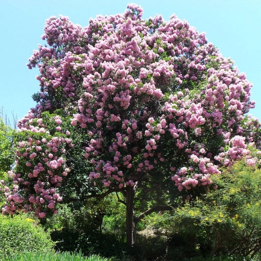 CALODENDRUM CAPENSE CALODENDRUM CAPENSE ( CASTAGNA DEL CAPO )