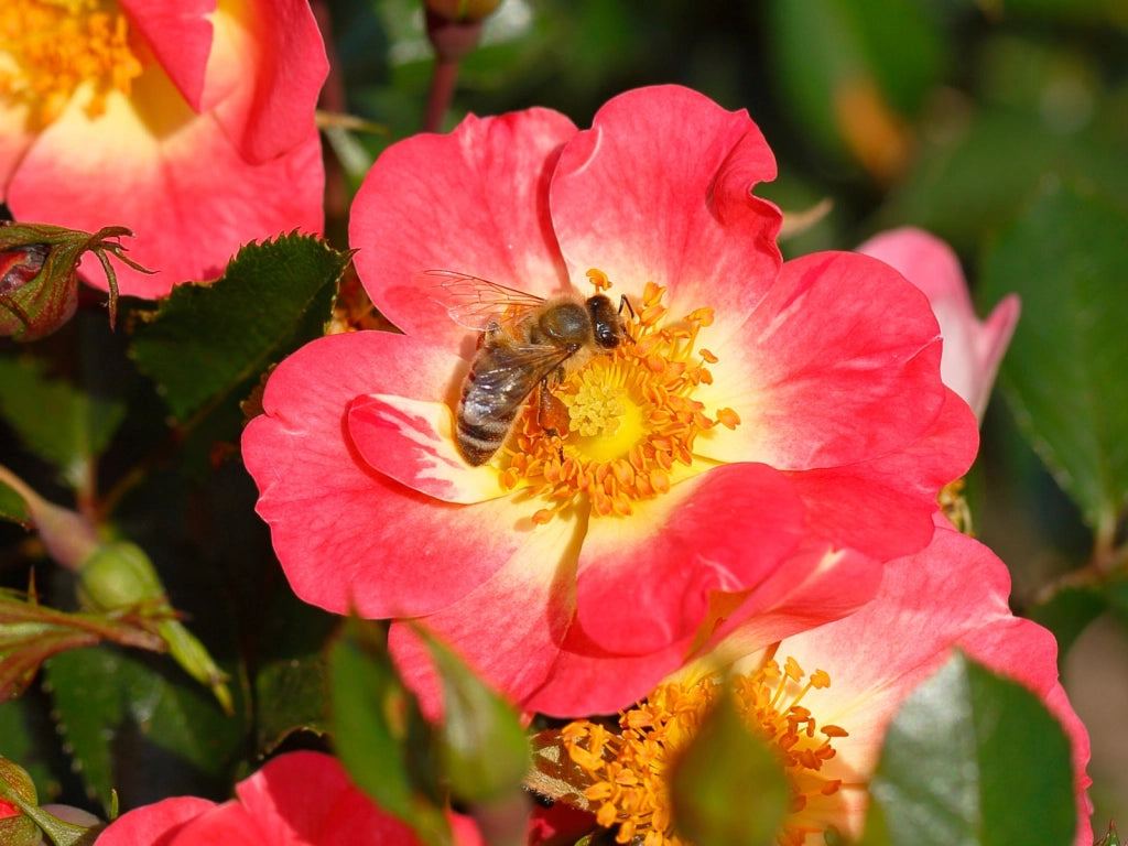 Gardenaria Rosa 'Bienenweide Bicolor' - Rosa da giardino Altezza: 25/30 cm (vaso15)