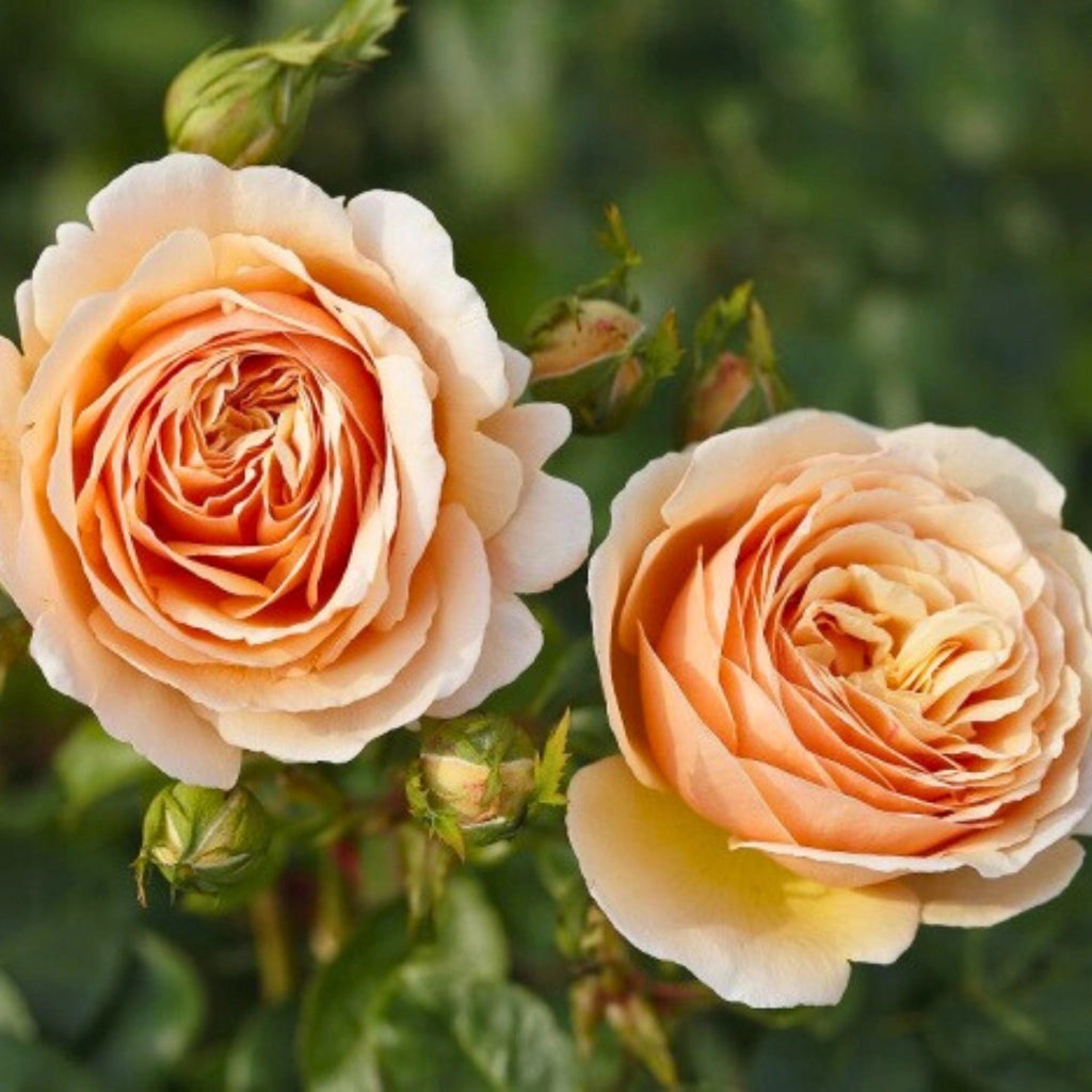 Gardenaria Rosa 'Tropicana' - Rosa da giardino Altezza: 40/50 cm (vaso20)