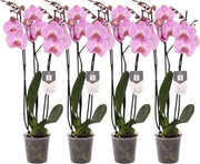 Set di 4 - Phalaenopsis Elion - 3 fiori - 60 cm - Ø12cm