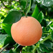 Gardenaria Pompelmo Rosa - Citrus × paradisi 'Pink' - Pianta di agrume da frutto in vaso Altezza: 70/80 cm (vaso 22)