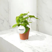 Gardenaria Philodendron 'Peru' - Pianta da interno ornamentale Altezza: 30 cm (vaso 12)
