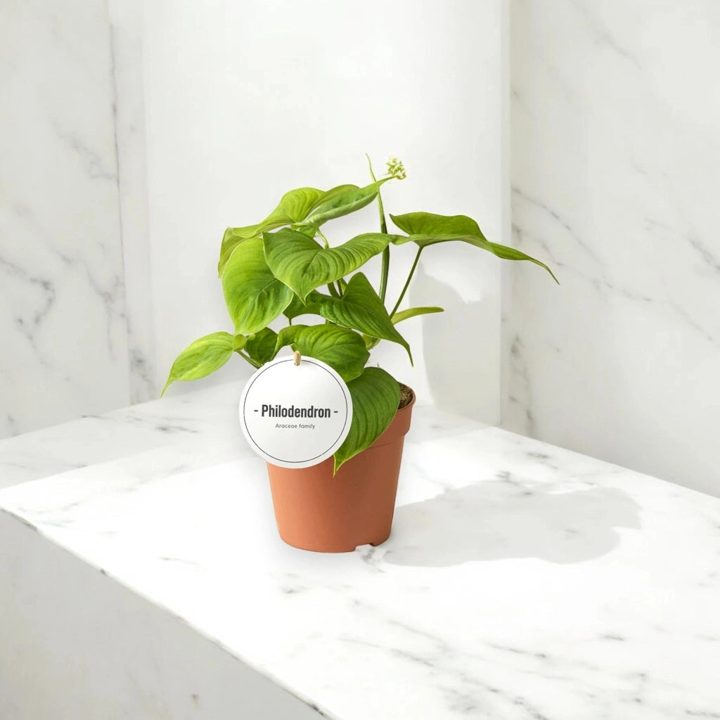 Gardenaria Philodendron 'Peru' - Pianta da interno ornamentale Altezza: 30 cm (vaso 12)