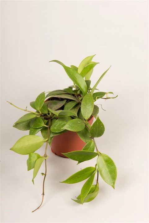 HOYA SUNRISE (fiore di cera)