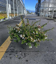 Gardenaria Abelia grandiflora 'Kaleidoscope' - Arbusto ornamentale da giardino Altezza: 50 cm (vaso 24)