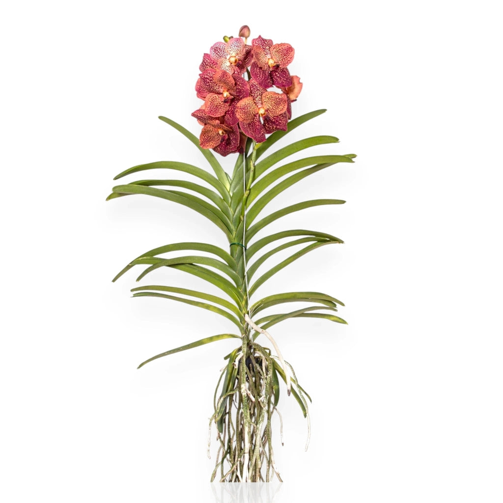 Gardenaria Vanda 'Leopard Coral' - Pianta da interno ornamentale Altezza: 80 cm (vaso 15)