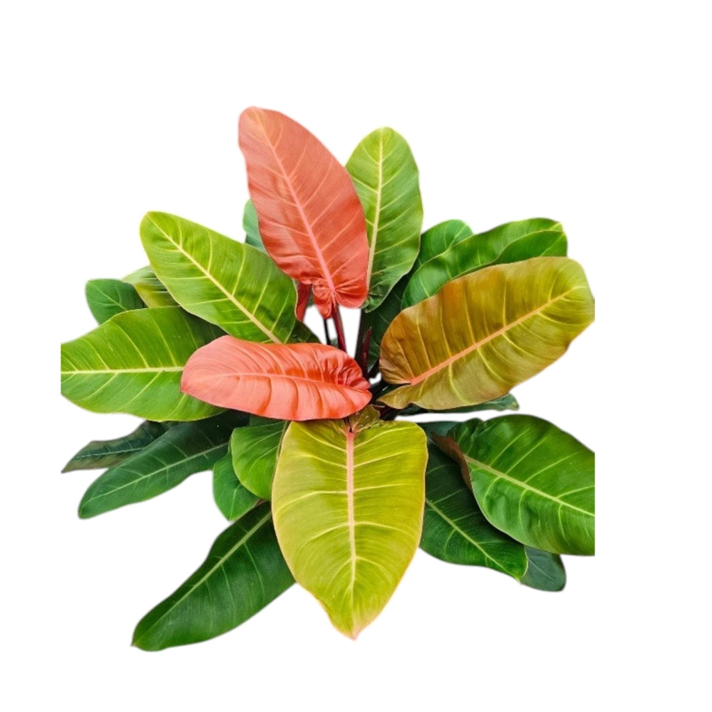 Gardenaria Philodendron 'Prince of orange' - Pianta da interno ornamentale Altezza: 35 cm (vaso 17)