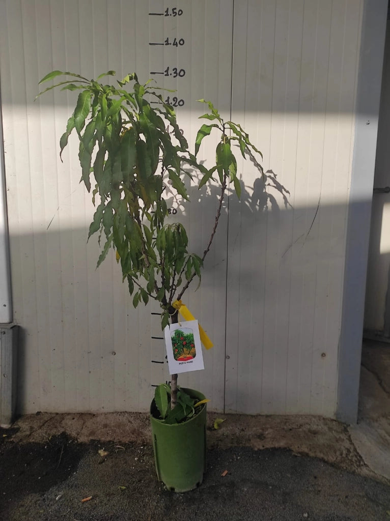 Pesco nano pianta da frutto, nano, pianta da vaso