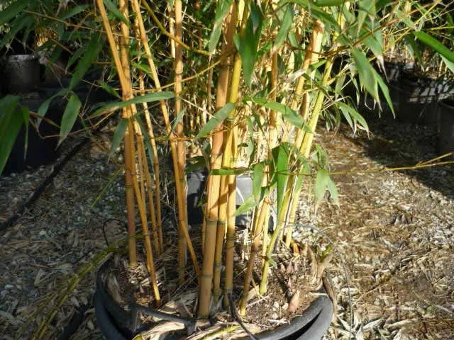 Gardenaria Bambù Giallo - Phyllostachys aureosulcata 'Aureocaulis' - Bambù ornamentale da esterno Altezza: 100/125 cm (vaso19)