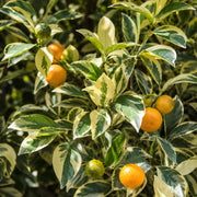 Gardenaria Calamondino Variegato - Citrus × microcarpa 'Variegata' - Pianta di agrume da frutto in vaso Altezza: 70/80 cm (vaso 22)