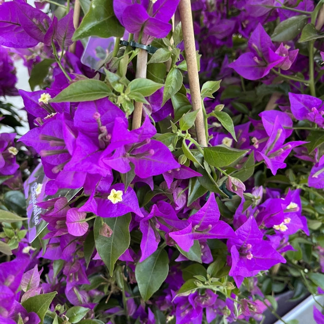 Pianta di BOUGANVILLEA SANDERIANA Piramide h 70 in vaso 18 cm AMDgarden