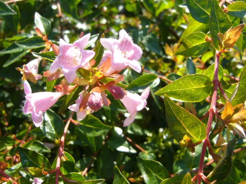 Gardenaria Abelia grandiflora 'Edward Goucher' - Arbusto ornamentale da giardino Altezza: 30/35 cm (vaso19)