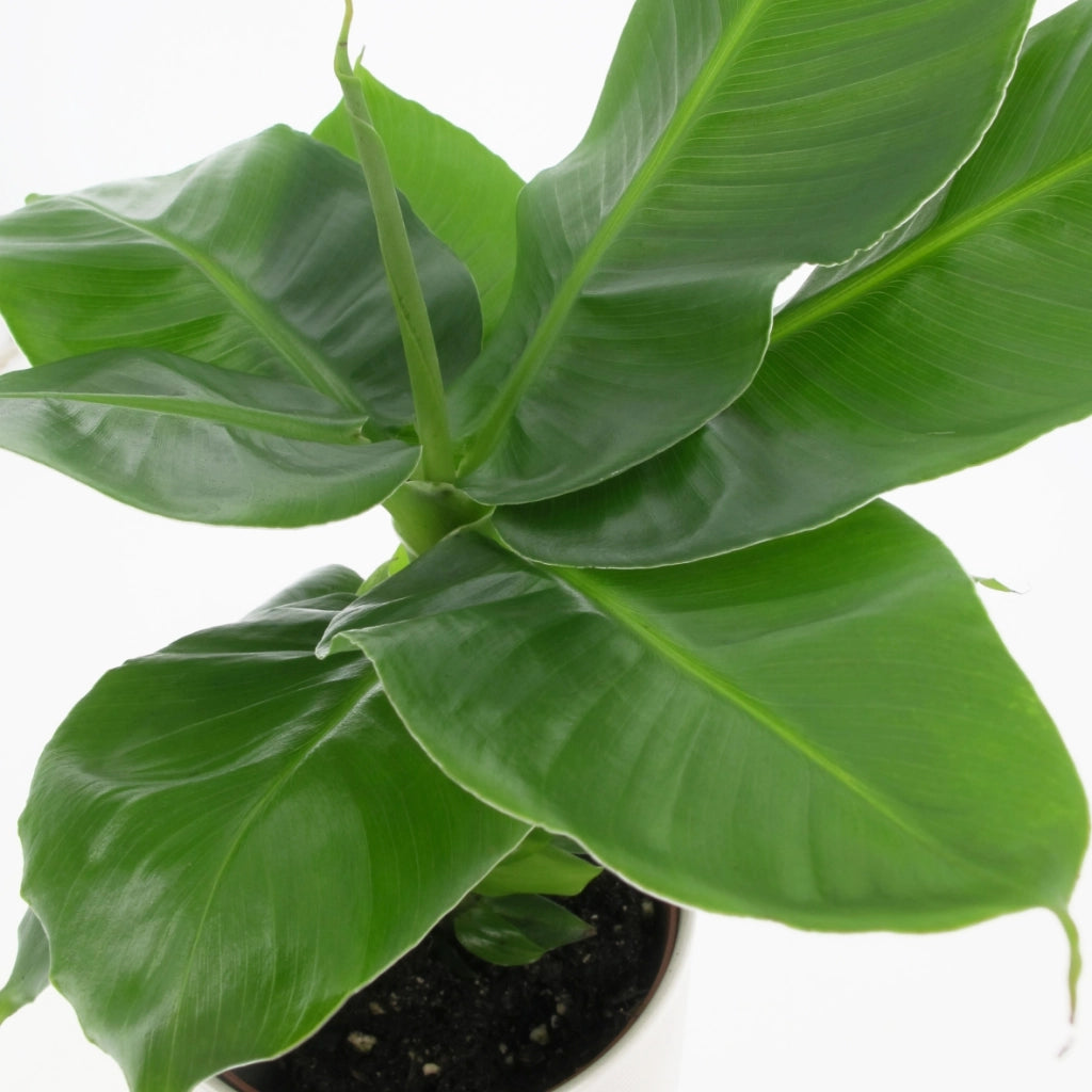 Musa Dwarf Cavendish – Pianta di Banano Nano - Foto Reali H 100cm