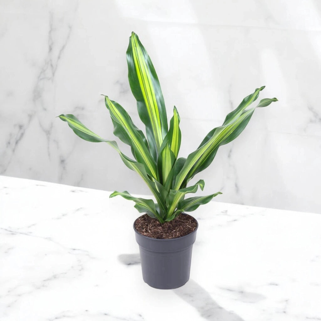 Gardenaria Dracaena fragrans 'Burley' - Pianta da interno ornamentale Altezza: 70 cm (vaso 21)