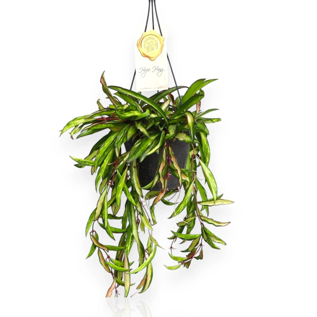 Gardenaria Hoya wayetii 'Tricolor' - Pianta da interno ornamentale Altezza: 15 cm (vaso 12)