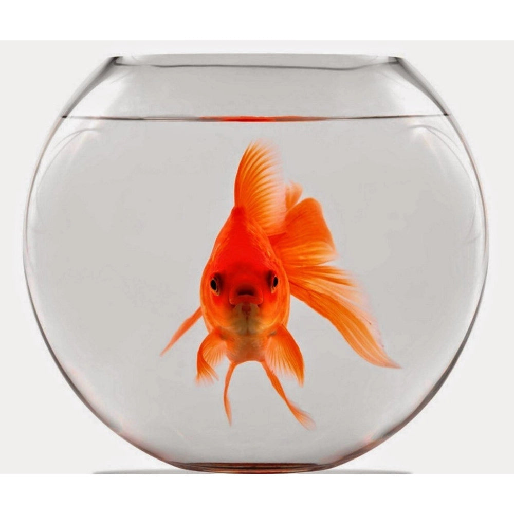 Trade Shop - Ampolla Boccia Per Pesci In Vetro 30 Cm Acquario Pesce Rosso Centrotavola -