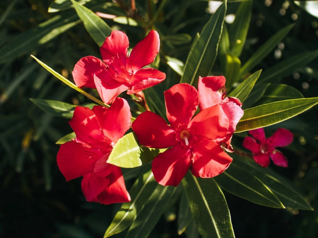 NERIUM OLEANDER (OLEANDRO) ROSSO JANNOCH VASO 50 H.140/160