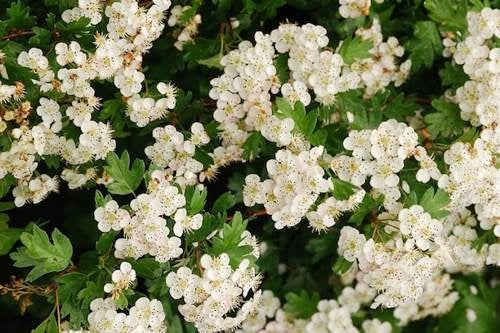 Pianta di Crataegus monogyna (Biancospino)