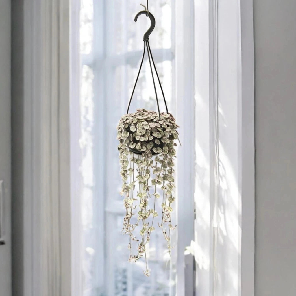Gardenaria Ceropegia woodii variegata - Pianta da interno ornamentale Altezza: 20 cm (vaso 8)