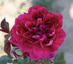 Rosa Barni Cardinale Carlo Maria Martini – Rosa Rifiorente Profumata