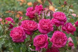 Rosa Barni James Austin cespuglio rifiorente profumato ornamentale