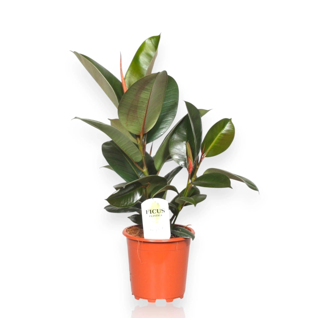 Gardenaria Ficus elastica 'Robusta' - Pianta da interno ornamentale Altezza: 120 cm (vaso 24)