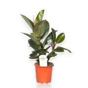 Gardenaria Ficus elastica 'Robusta' - Pianta da interno ornamentale Altezza: 120 cm (vaso 24)