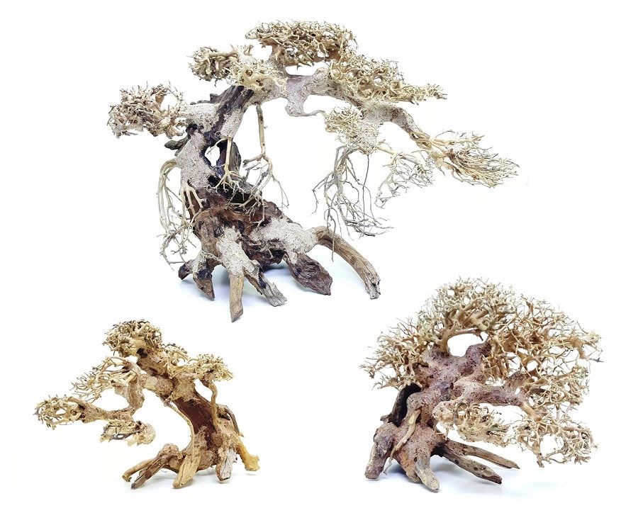 DecorLine Bonsai Wood Foto Indicativa - Bonsai naturali decorativi per acqua dolce Modello: M (cm30x20x20h)