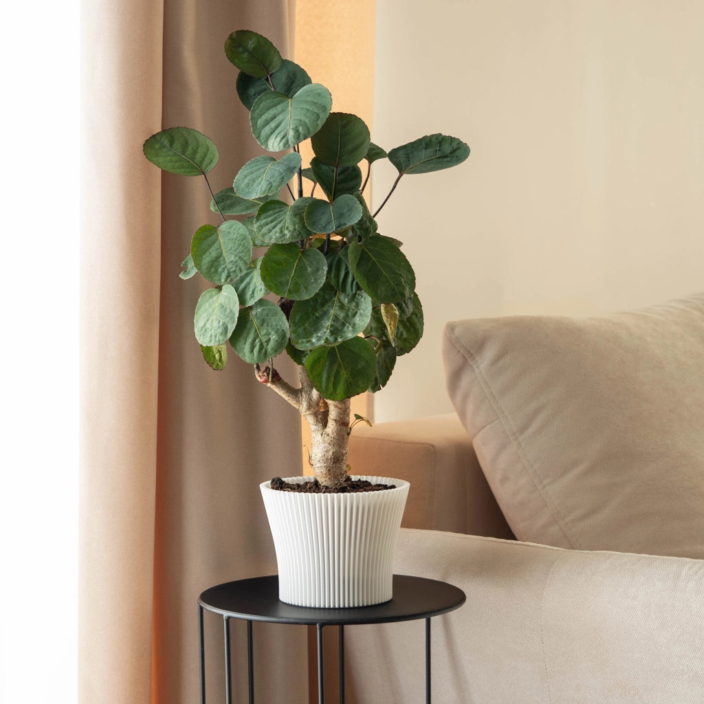 Vaso da fiori KADAX 13 cm, copripianta, vaso da fiori in plastica bianca