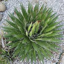 pianta AGAVE FILIFERA vaso 24cm pianta grassa succulenta (FOTO REALI)