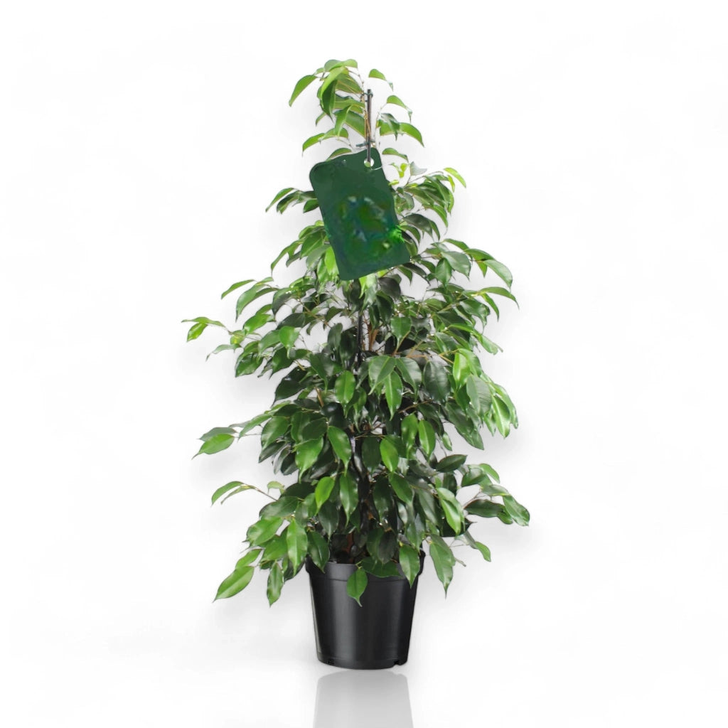 Gardenaria Ficus benjamina 'Danielle' - Pianta da interno ornamentale Altezza: 100 cm (vaso 21)