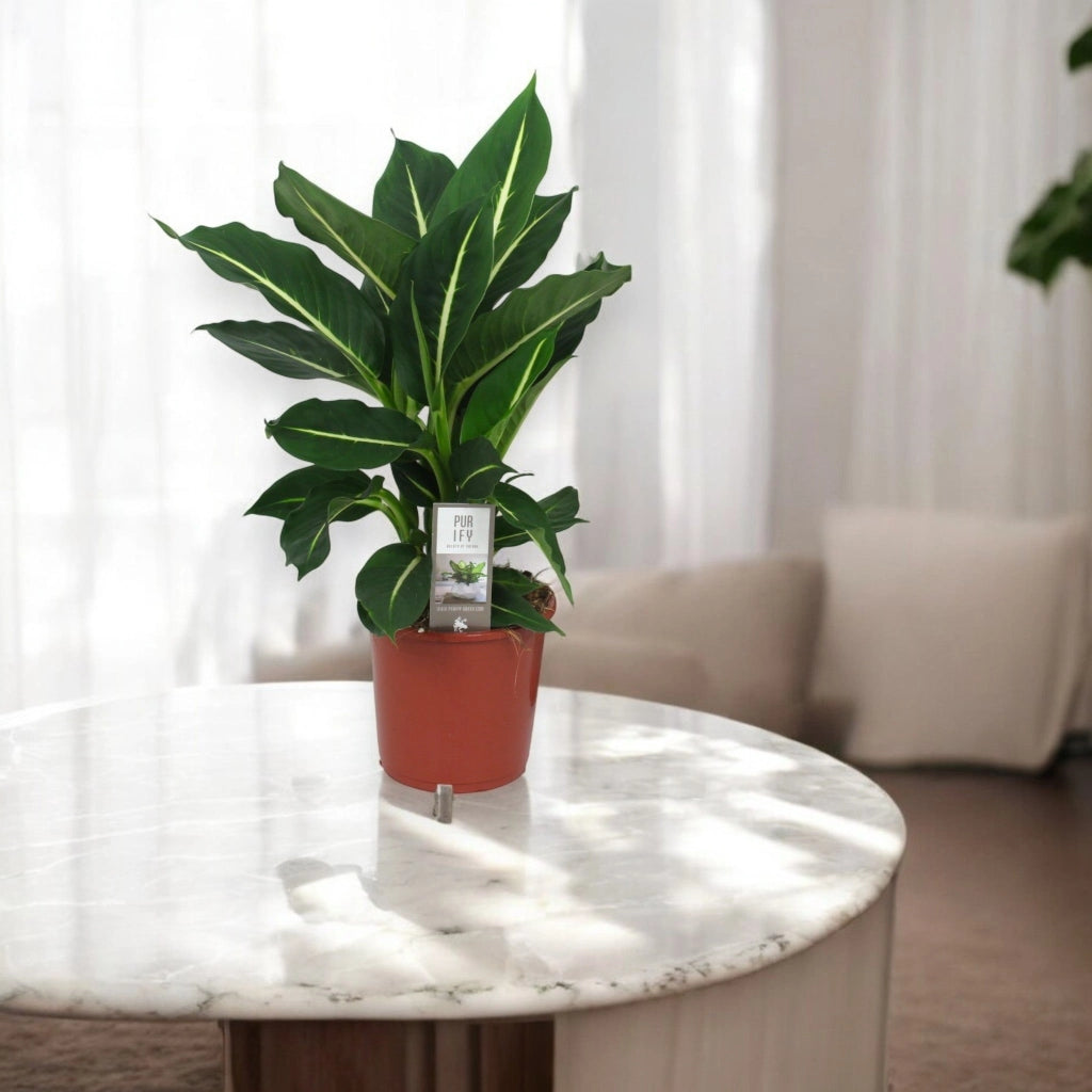 Gardenaria Dieffenbachia 'Green magic' - Pianta da interno ornamentale Altezza: 60 cm (vaso 17)