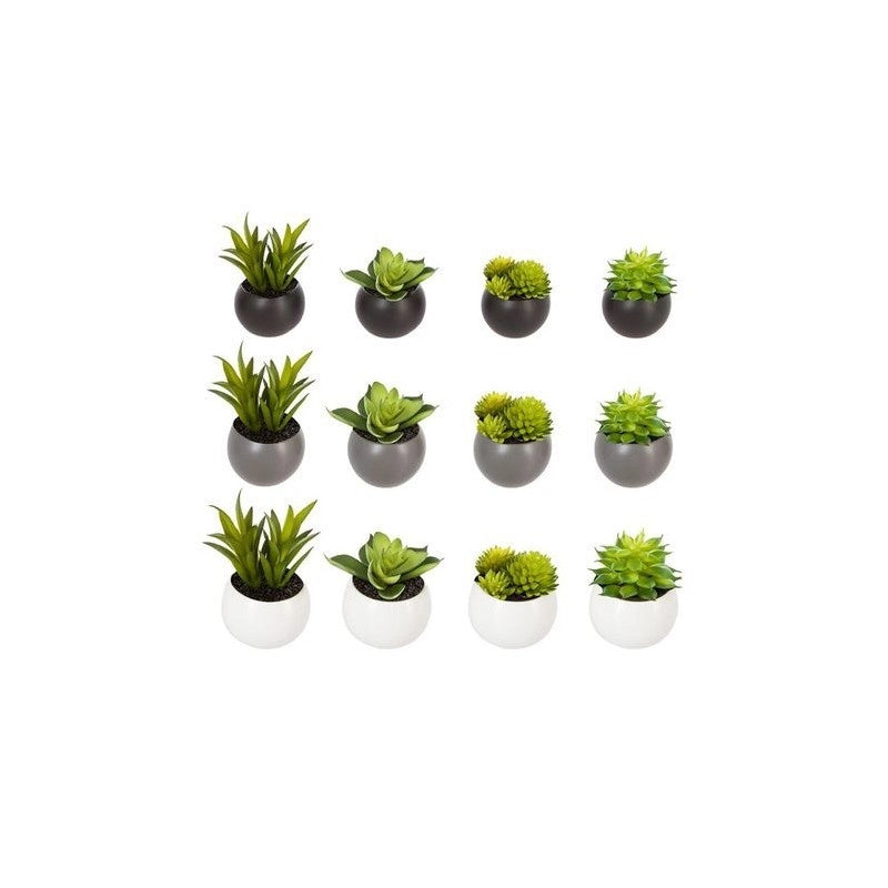 Pianta grassa D6 cm con vaso magnetico pz 1
