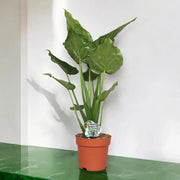 Gardenaria Alocasia cucullata - Pianta da interno ornamentale Altezza: 100 cm (vaso 24)