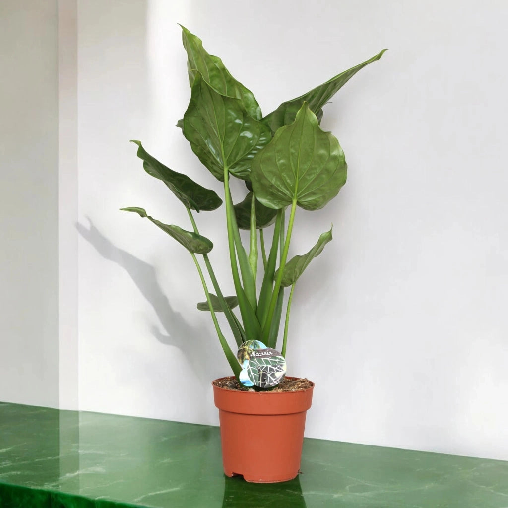 Gardenaria Alocasia cucullata - Pianta da interno ornamentale Altezza: 100 cm (vaso 24)