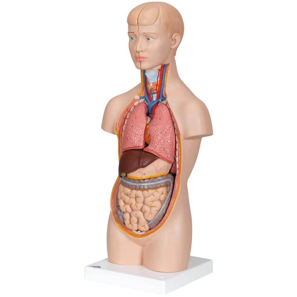 Mini-torace da 12 pezzi con testa, comprensivo di software di anatomia