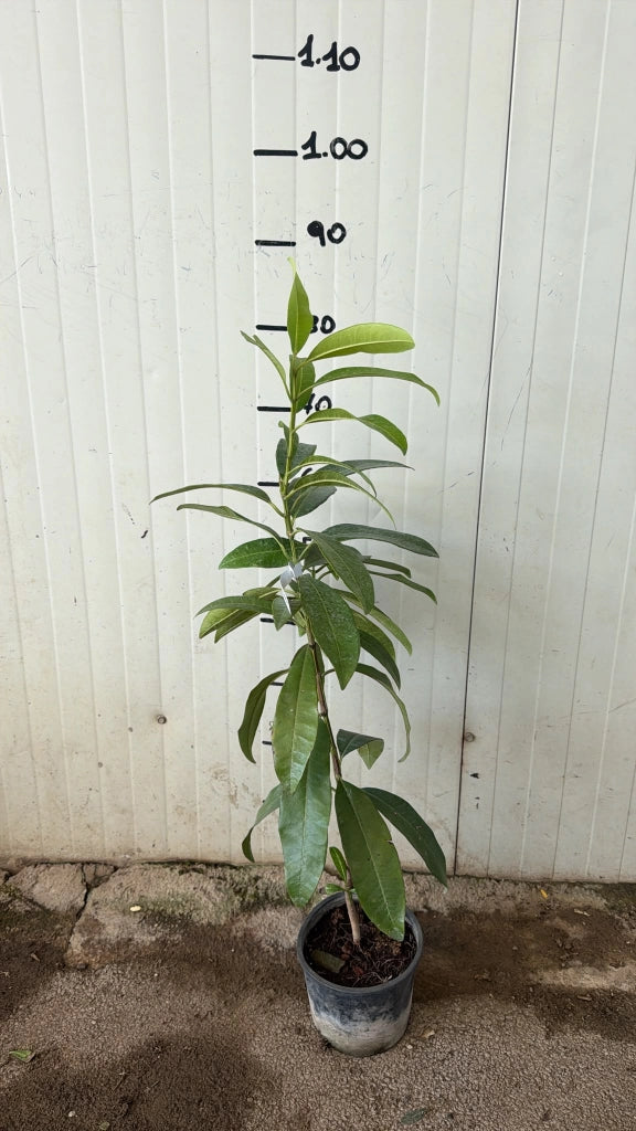 Pimenta dioica, pepe della Giamaica vaso 16 H80cm