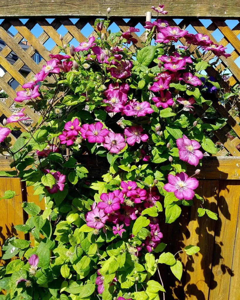 Gardenaria Clematis 'Ville De Lyon' - Pianta rampicante ornamentale da esterno Altezza: 100/125 cm (vaso19)
