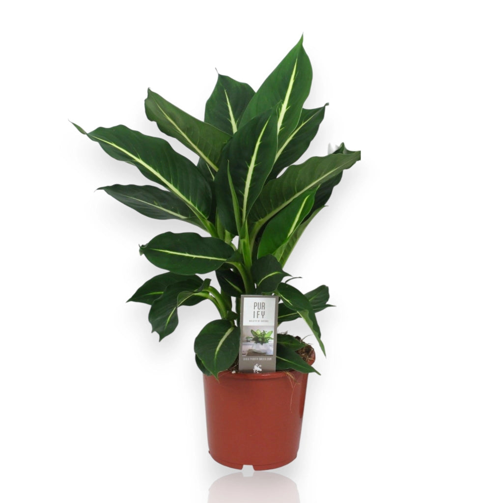 Gardenaria Dieffenbachia 'Green magic' - Pianta da interno ornamentale Altezza: 60 cm (vaso 17)