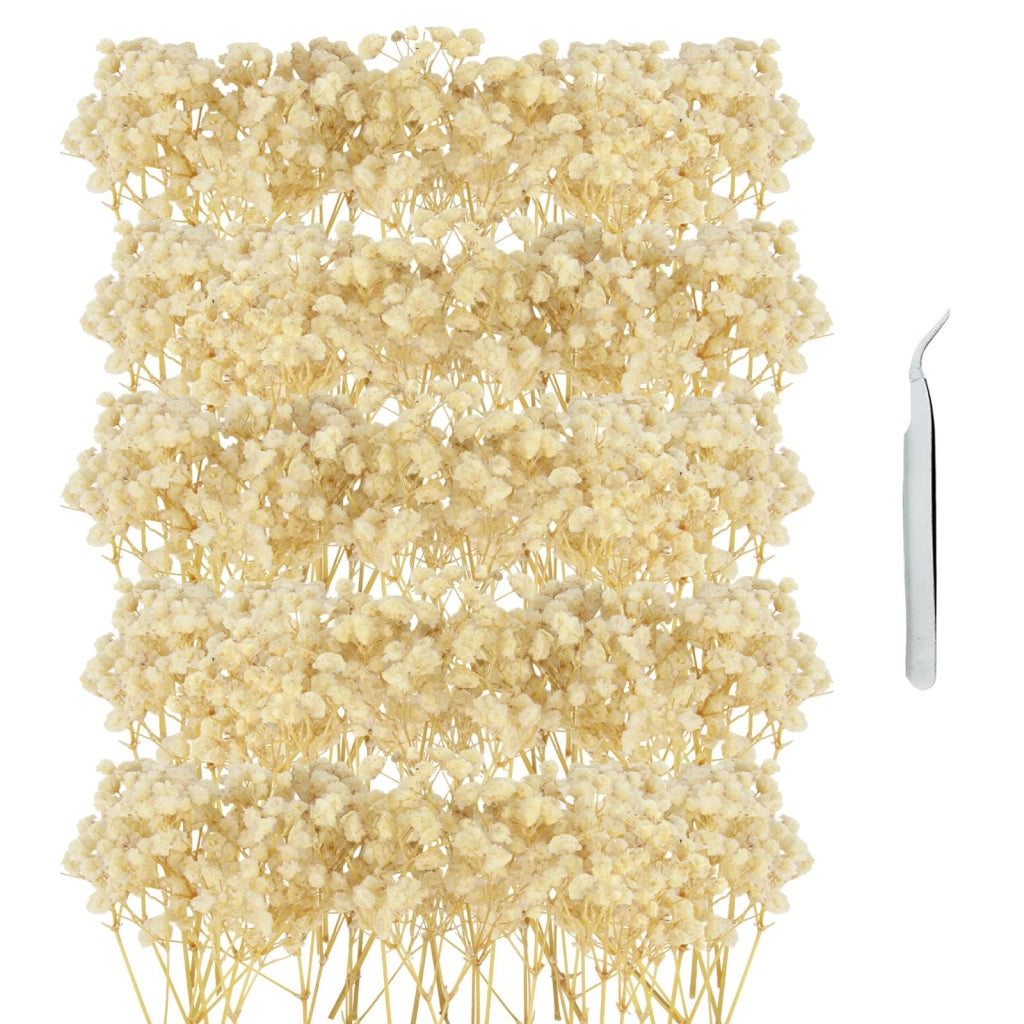 100 fiori di borragine essiccati, color crema, inclusa una pinzetta