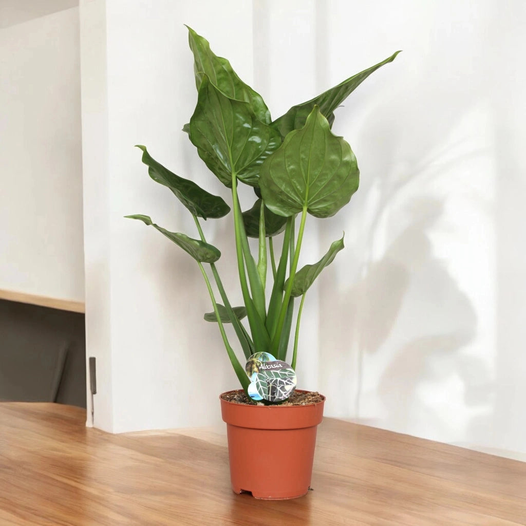 Gardenaria Alocasia cucullata - Pianta da interno ornamentale Altezza: 100 cm (vaso 24)